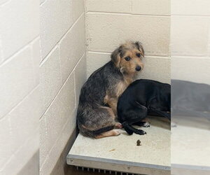 Mutt Dogs for adoption in Belleville, IL, USA