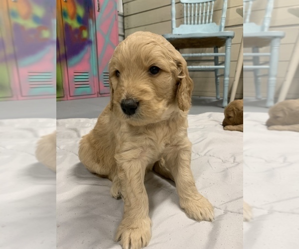 Medium Photo #6 Goldendoodle Puppy For Sale in GEORGETOWN TOWNSHIP, MI, USA