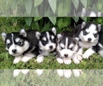 Small Photo #15 Pomsky Puppy For Sale in BAXTER, TN, USA