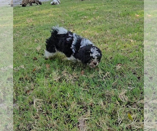 Medium Photo #1 Shih Tzu Puppy For Sale in LAKELAND, FL, USA