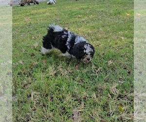 Shih Tzu Puppy for sale in LAKELAND, FL, USA