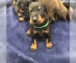 Small Photo #17 Doberman Pinscher Puppy For Sale in MACUNGIE, PA, USA