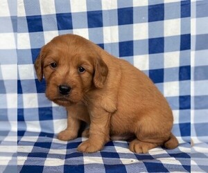Goldendoodle (Miniature) Puppy for sale in ELVERSON, PA, USA