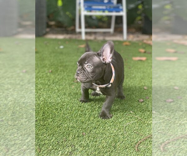 Medium Photo #2 French Bulldog Puppy For Sale in BOCA RATON, FL, USA