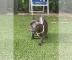 Small #1 French Bulldog