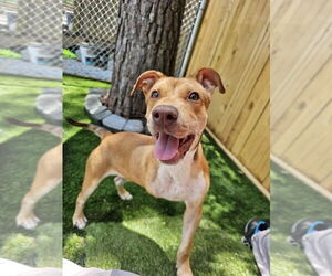 Feist Terrier-Unknown Mix Dogs for adoption in Elmsford, NY, USA