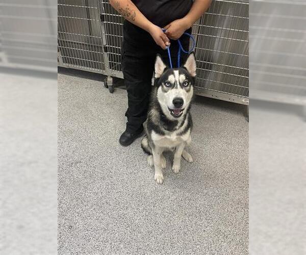 Medium Photo #1 Siberian Husky Puppy For Sale in Houston, TX, USA