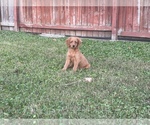 Small Photo #3 Golden Labrador Puppy For Sale in DETROIT, MI, USA