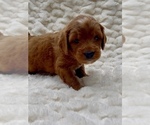 Small #2 Goldendoodle (Miniature)