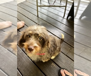 Miniature Bernedoodle Puppy for sale in GLOVERSVILLE, NY, USA