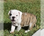 Small Photo #14 Bulldog Puppy For Sale in JACKSONVILLE, FL, USA