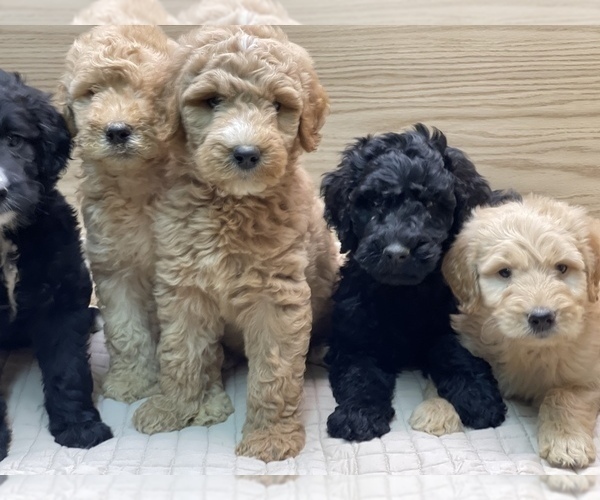 Medium Photo #11 Goldendoodle-Poodle (Standard) Mix Puppy For Sale in DETROIT, MI, USA