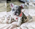 Puppy Bella Blue French Bulldog