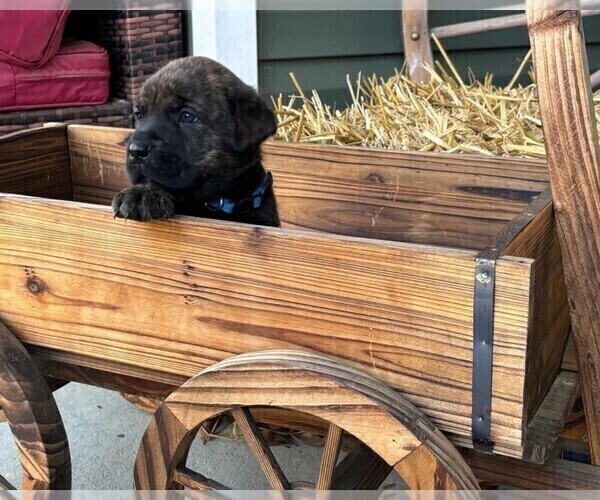 Medium Photo #3 Rotticorso Puppy For Sale in REEVESVILLE, SC, USA