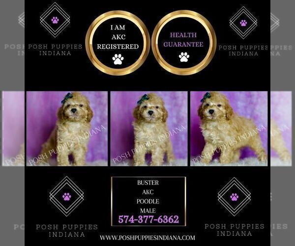 Medium Photo #72 Poodle (Miniature) Puppy For Sale in WARSAW, IN, USA