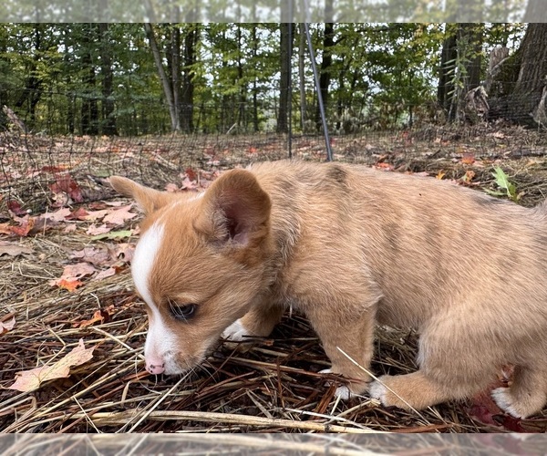 Medium Photo #5 Aussie-Corgi Puppy For Sale in ESPERANCE, NY, USA