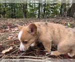 Clover - Female Aussie-Corgi Puppy for Sale - Photo #5