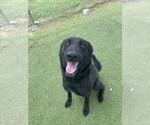 Small #1 Labrador Retriever Mix
