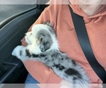 Small #6 Miniature Australian Shepherd