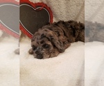 Small Photo #39 Goldendoodle-Sheepadoodle Mix Puppy For Sale in ROCHESTER, NY, USA
