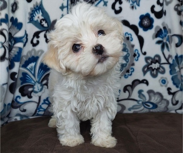 Medium Photo #6 Maltipoo Puppy For Sale in ELKTON, KY, USA
