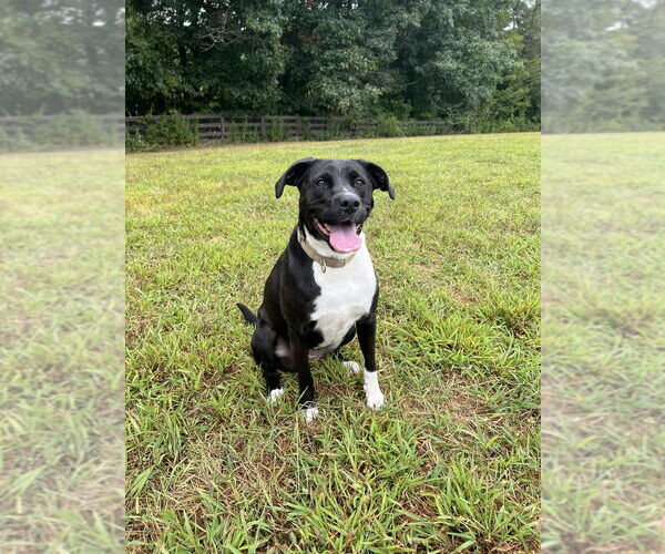 Medium Photo #11 American Staffordshire Terrier-Labrador Retriever Mix Puppy For Sale in Benton, PA, USA