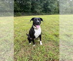 Small #10 American Staffordshire Terrier-Labrador Retriever Mix