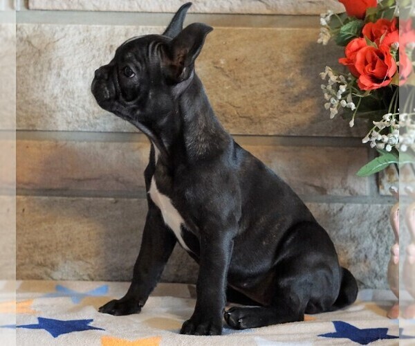 Medium Photo #3 Faux Frenchbo Bulldog Puppy For Sale in FREDERICKSBG, OH, USA