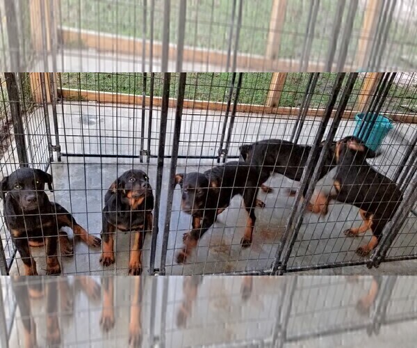 Medium Photo #73 Rottweiler Puppy For Sale in RIEGELWOOD, NC, USA
