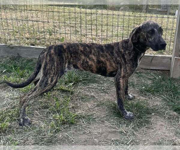 Medium Photo #1 Plott Hound-Unknown Mix Puppy For Sale in Aurora, IN, USA