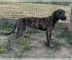 Plott Hound-Unknown Mix Dogs for adoption in Aurora, IN, USA