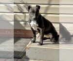 Small #5 American Staffordshire Terrier Mix