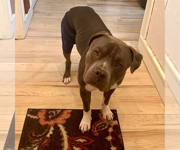 Medium Photo #22 American Pit Bull Terrier-Unknown Mix Puppy For Sale in Fargo, ND, USA