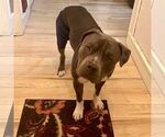 Small #21 American Pit Bull Terrier Mix