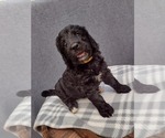 Puppy 5 Bernedoodle