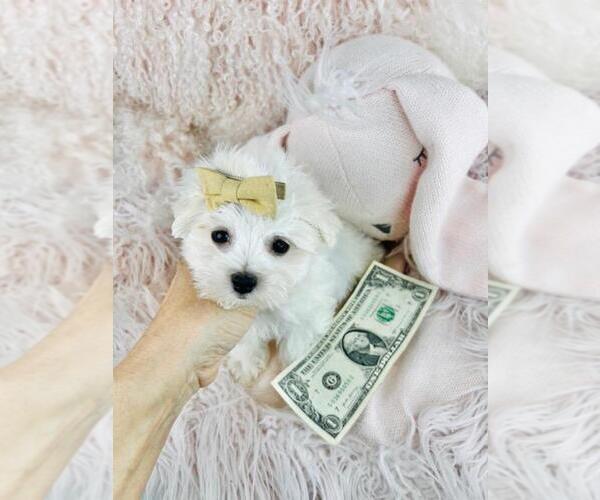 Medium Photo #3 Maltese Puppy For Sale in MIAMI BEACH, FL, USA