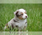 Small #2 Miniature Australian Shepherd