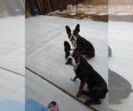 Small Photo #2 Boston Terrier Puppy For Sale in COLORADO SPGS, CO, USA