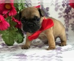 Small Photo #3 French Bulldog Puppy For Sale in CLAY, PA, USA