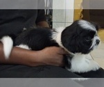 Small Photo #4 Shih Tzu Puppy For Sale in VERDEN, OK, USA