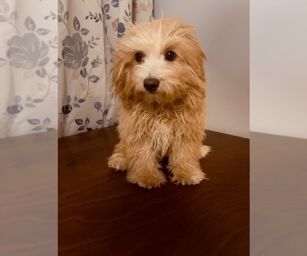 Medium Photo #3 Cavapoo-Poodle (Miniature) Mix Puppy For Sale in DURHAM, CT, USA