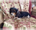 Small #4 Dachshund