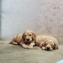 Small Photo #14 Goldendoodle Puppy For Sale in CITRUS HEIGHTS, CA, USA