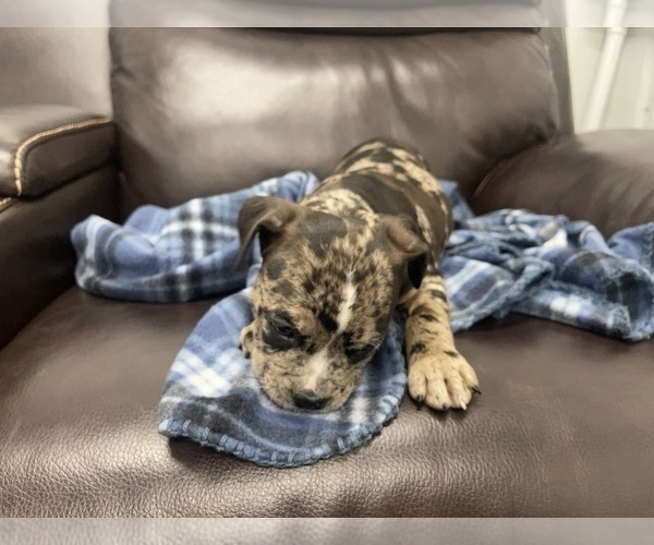 Medium Photo #68 American Bully Puppy For Sale in REESEVILLE, WI, USA