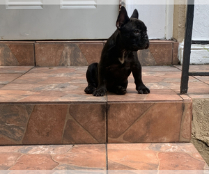 French Bulldog Puppy for sale in MIAMI, FL, USA