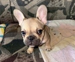 Small #2 French Bulldog