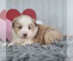 Small Miniature Australian Shepherd