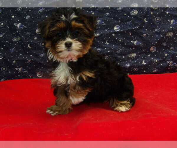 Medium Photo #17 Shorkie Tzu Puppy For Sale in PATERSON, NJ, USA