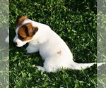 Small #14 Russell Terrier