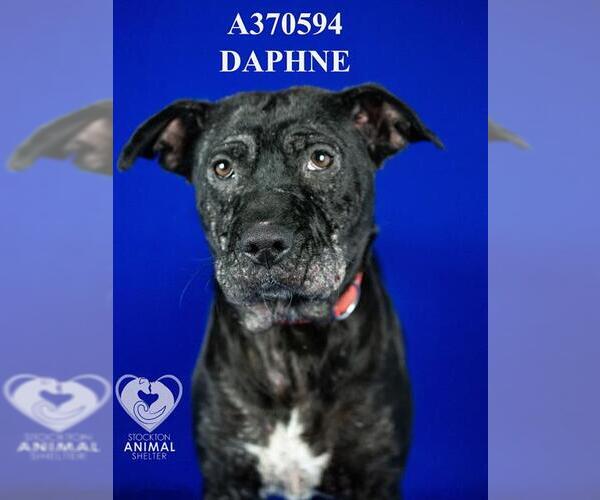 Medium Photo #2 Mutt Puppy For Sale in Stockton, CA, USA